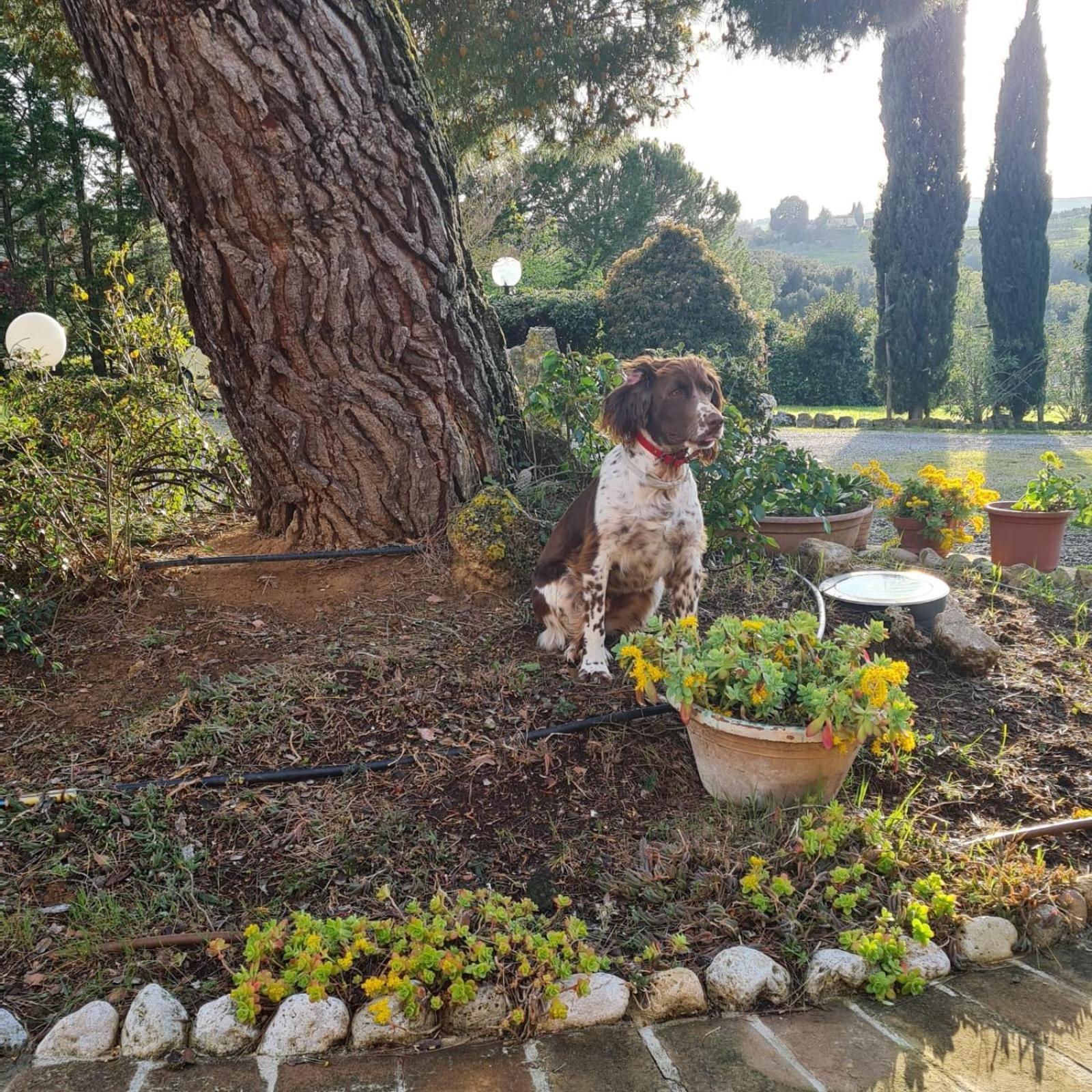 Antico Borgo Il Cardino Bed & Breakfast ซานจีมิญญาโน ภายนอก รูปภาพ